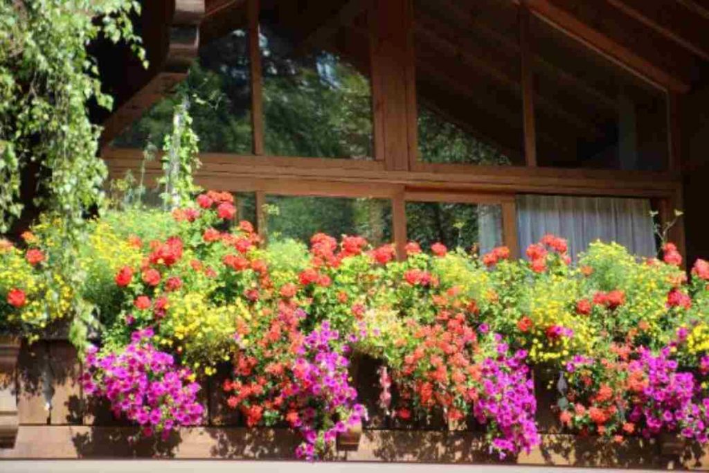 Queste Piante Fiorite Resistono Anche Al Caldo Il Tuo Balcone Estivo