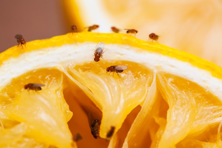come eliminare moscerini frutta