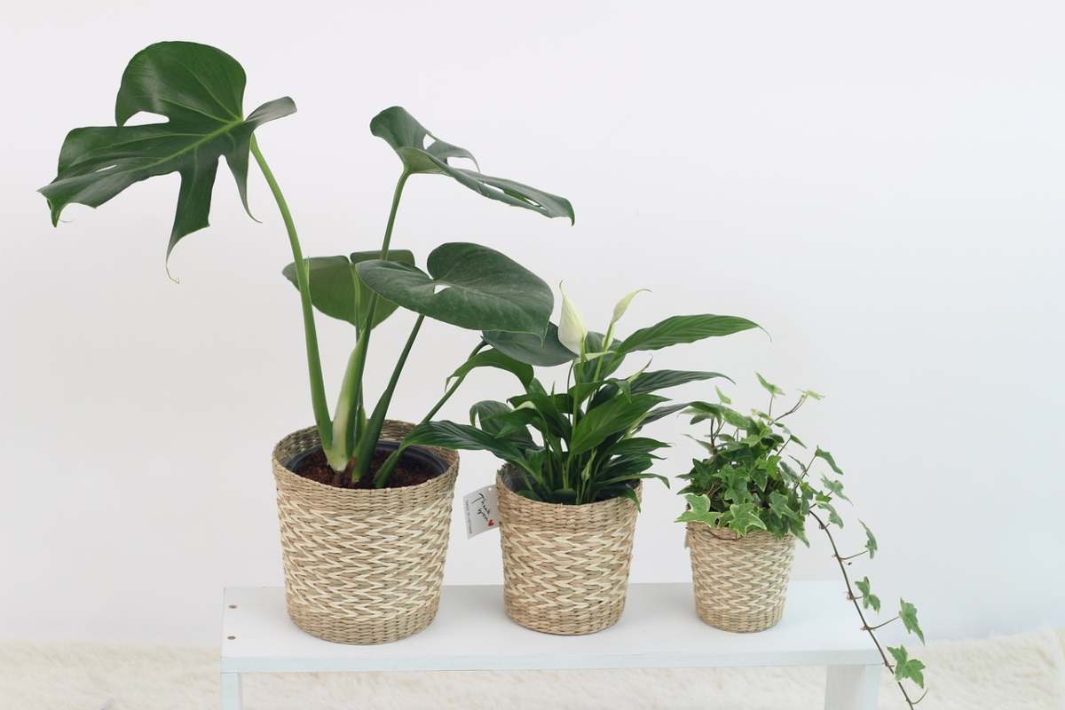 piante che catturano la polvere