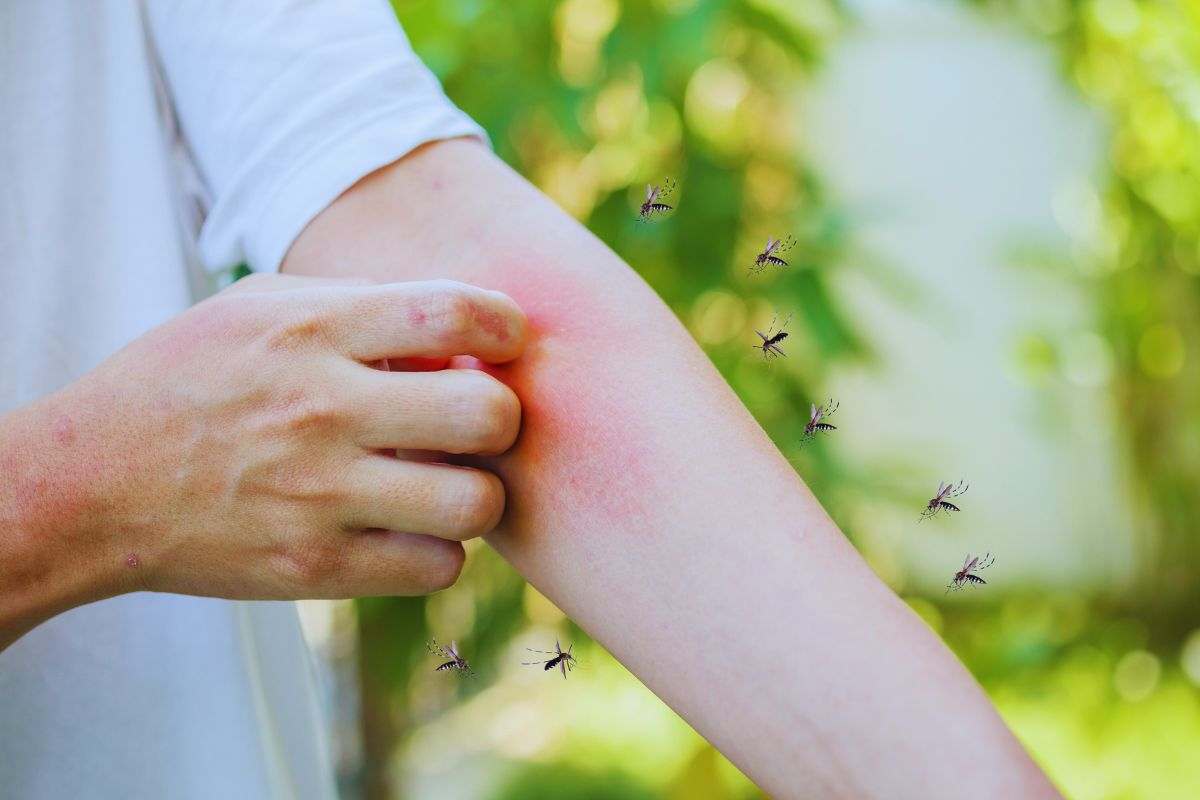 Zanzare come combatterle