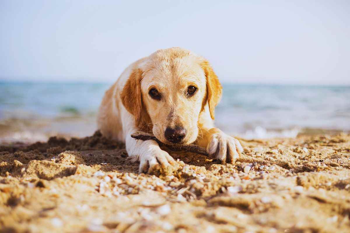 Spiagge per i cani